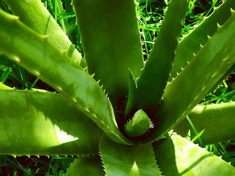 Cover image for HOW to grow ALOE VERA bigger #aloevera ‪@IAmAUnicornAlways‬ - Y…