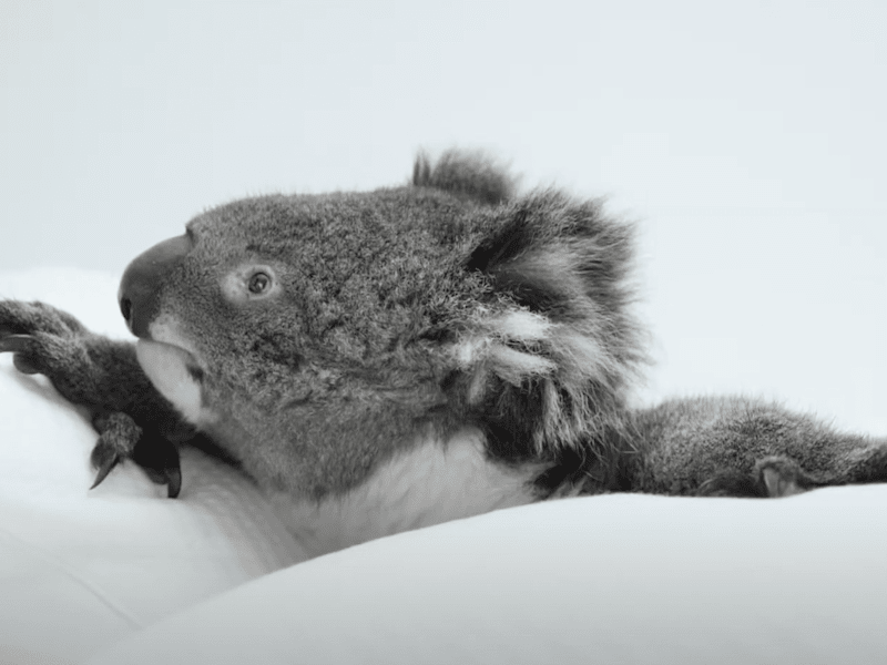 Cover image for Genero - Koala Case Study