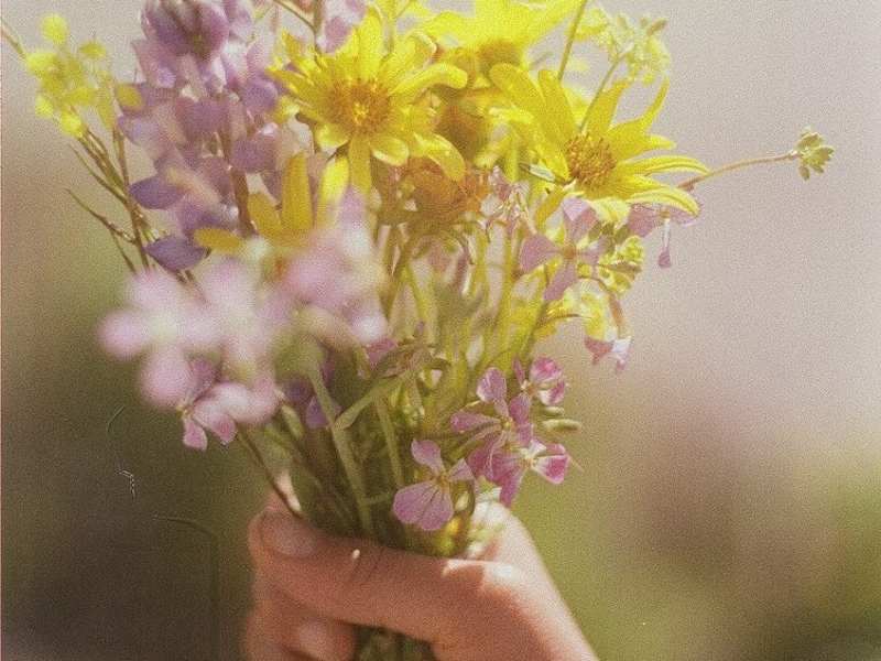 Cover image for Sutro Flowers App & Web Design