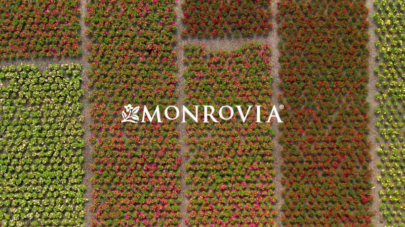 Cover image for Monrovia Sales Sizzle Reel