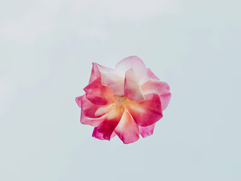 Cover image for The Growth Article 