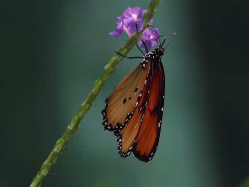 Cover image for Photography 