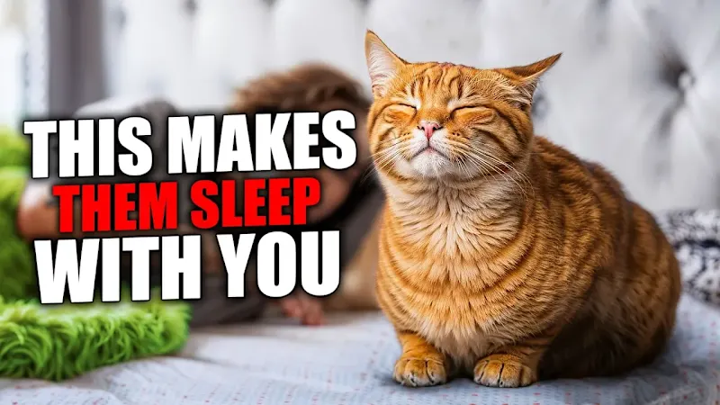 Cover image for The ACTUAL 8 REASONS Why Your Cat SLEEPS With YOU - YouTube