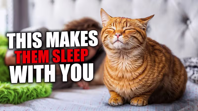 Cover image for The ACTUAL 8 REASONS Why Your Cat SLEEPS With YOU - YouTube