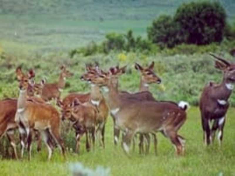 Cover image for wild animals in Ethiopia