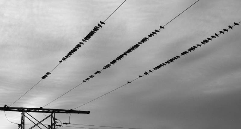 Cover image for LinkedIn Article | Beast Rebellion: Animals in Urban Spaces