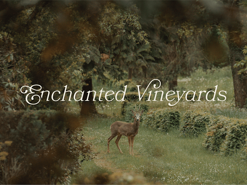 Cover image for Brand Identity Development for Enchanted Vineyards