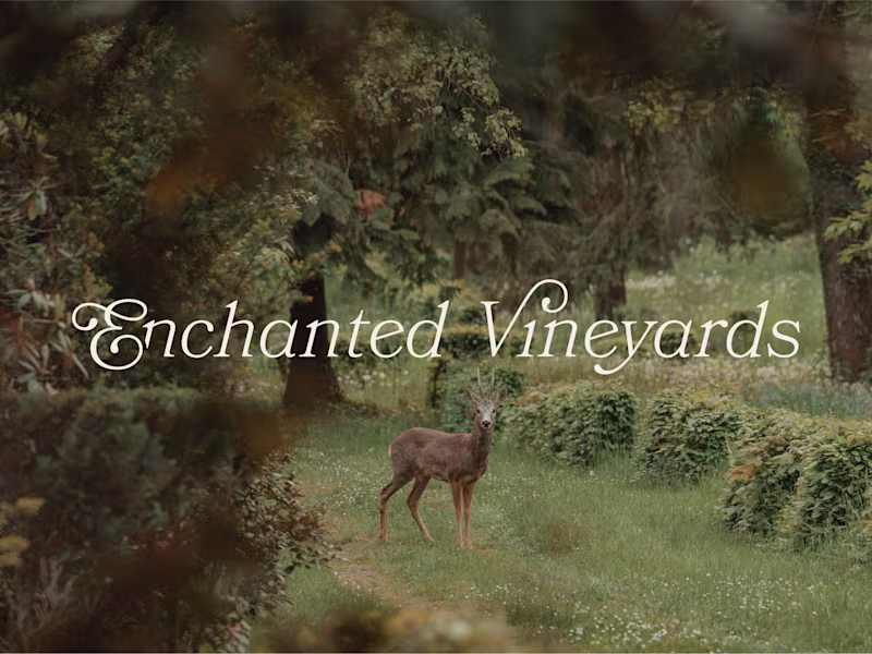 Cover image for Brand Identity Development for Enchanted Vineyards