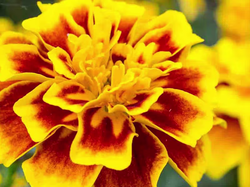 Cover image for All About Marigolds! - Tuxedo Yard Care