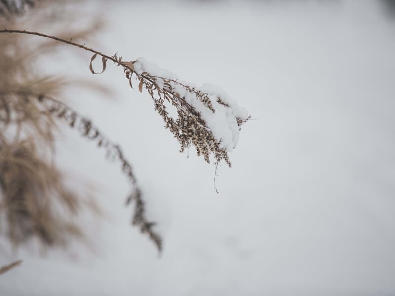 Cover image for Snow