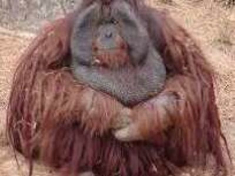 Cover image for Translation of The earlier project into Norwegian 