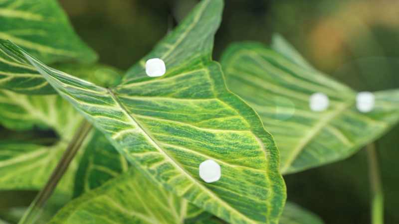 Cover image for EcoLactam | 3D Animation