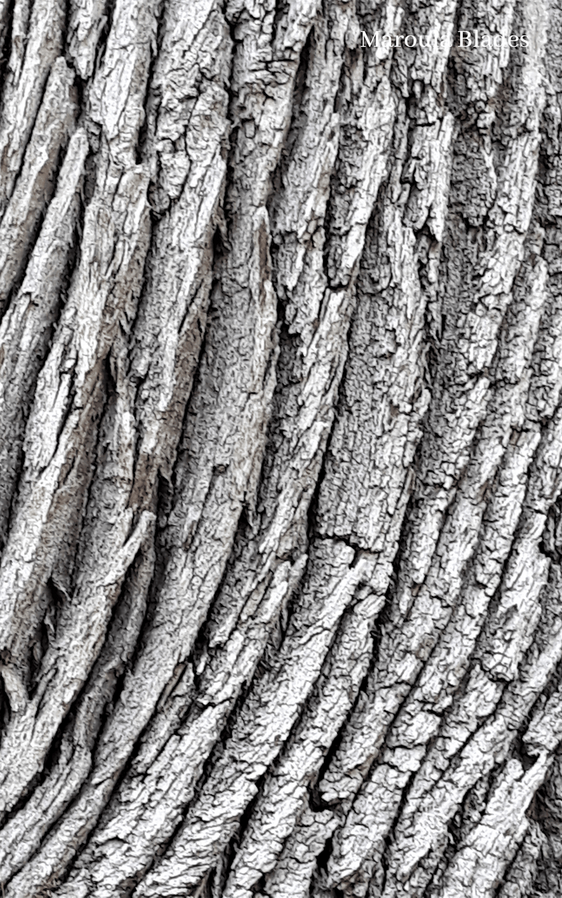 Cover image for FIFTH ISSUE: OCTOBER — plants & poetry