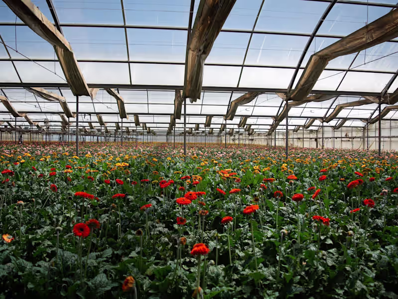 Cover image for Lets make the Custom Website of your Dreams!