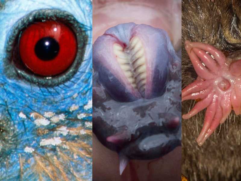Cover image for 10 Bizarre Animal Events You Need to Know