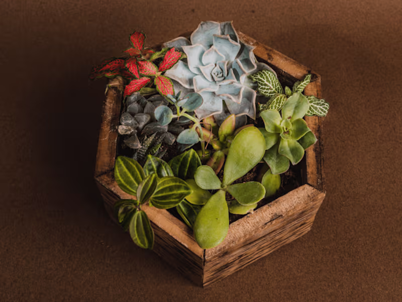 Cover image for Plantisserie Goa • (@plantisserie_goa)