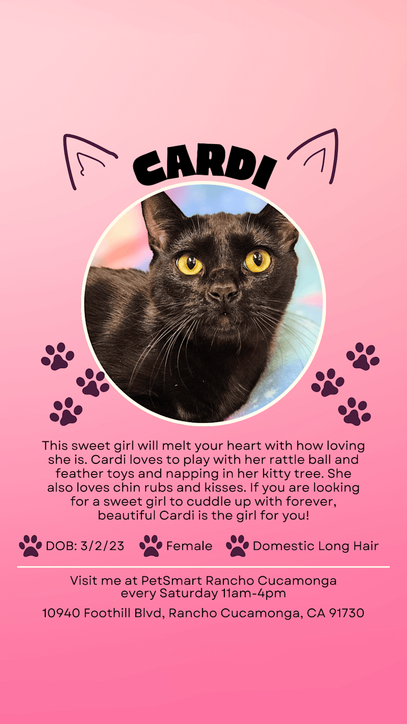 Cover image for Story Posts for Cats In Need Rancho Cucamonga