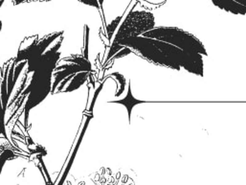 Cover image for w/