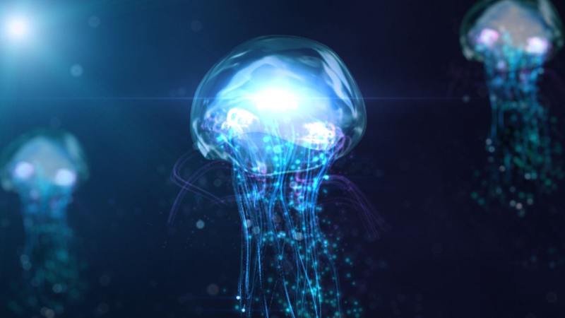 Cover image for what to do when you stung by a box jelly fish