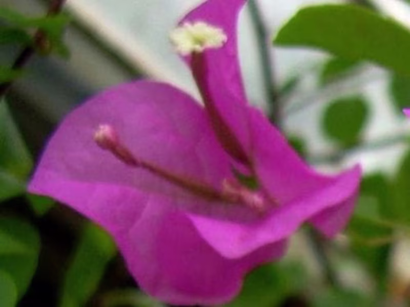 Cover image for AlexYoOS/Create-Your-Own-Image-Classifier-