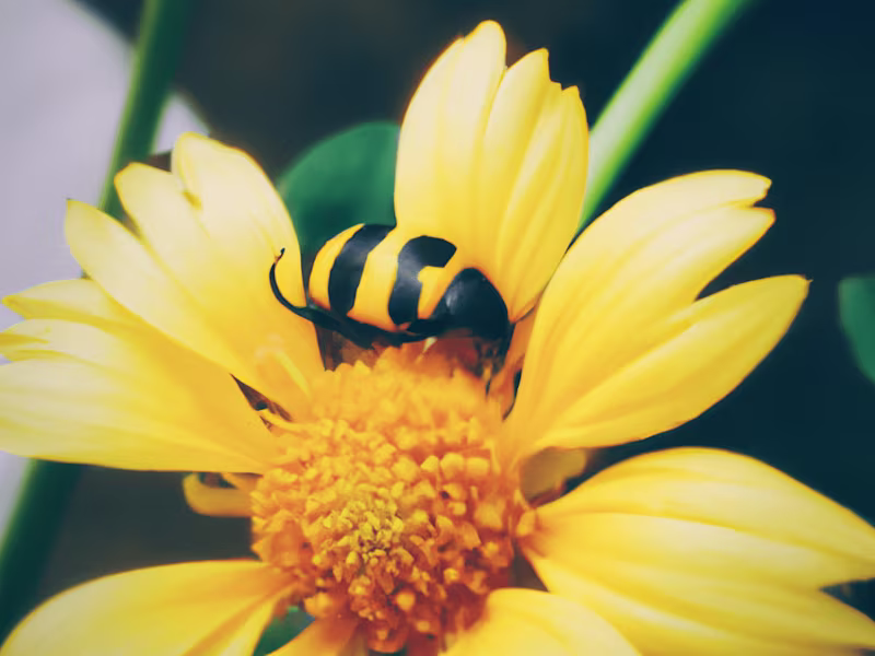 Cover image for Photo Editor