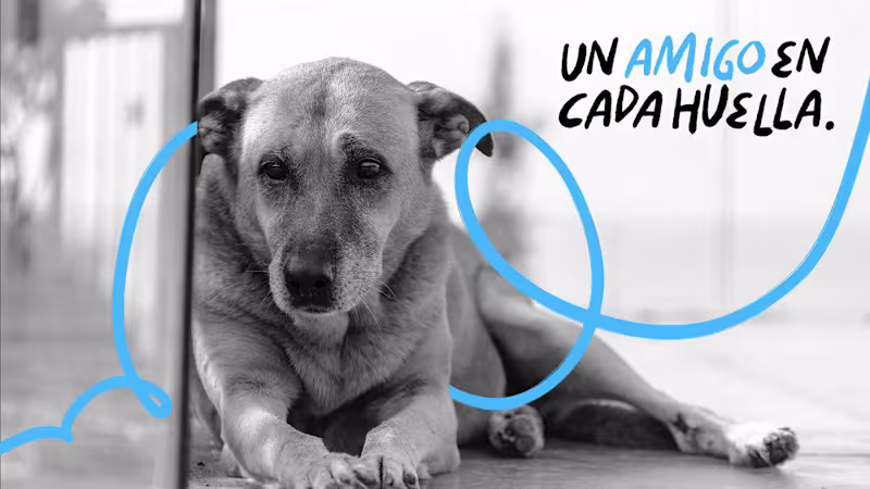 Cover image for Un amigo en cada huella.