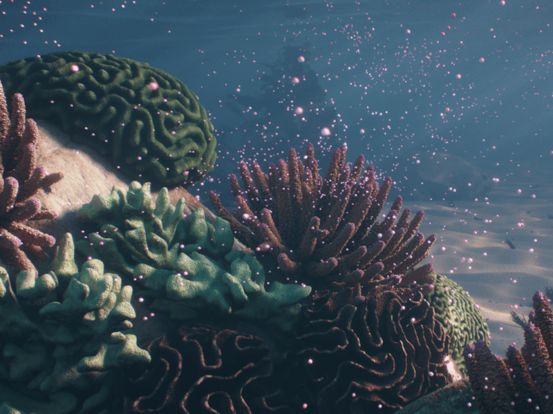 Cover image for Coral Project