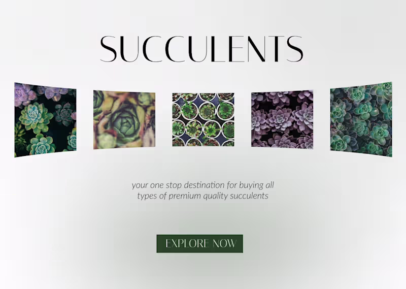 Cover image for Succulents - online succulents shop 
