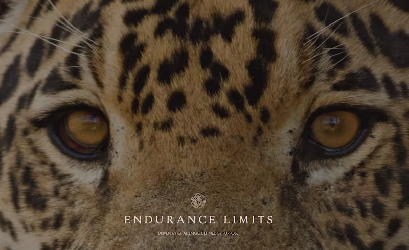 Cover image for Luxury Brand Identity Design