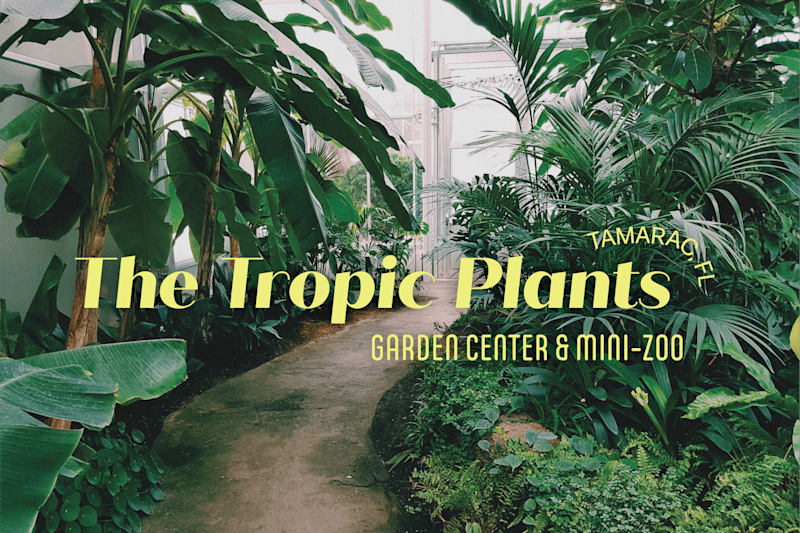 Cover image for The Tropic Plants