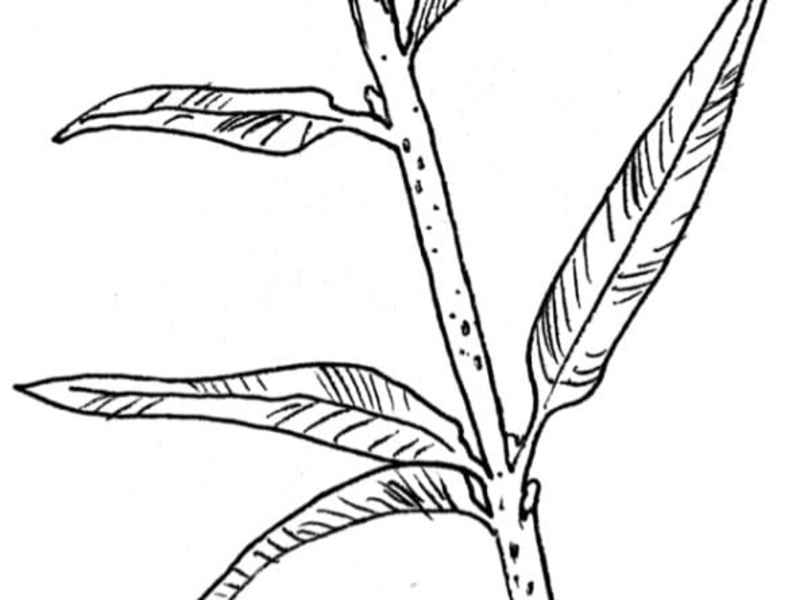 Cover image for Traditional pen & ink illustrations.