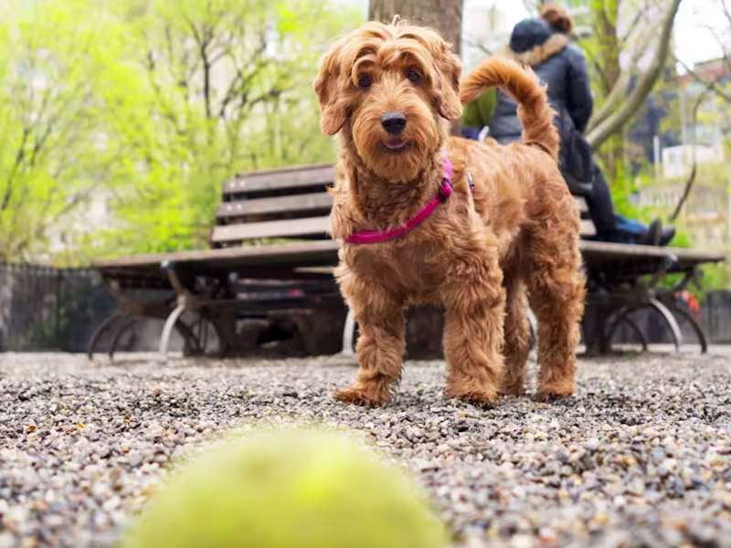 Cover image for Article: 15 Best Dog Parks in New York City