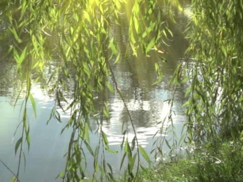 Cover image for Everything you Need to Know About Weeping Willow Trees