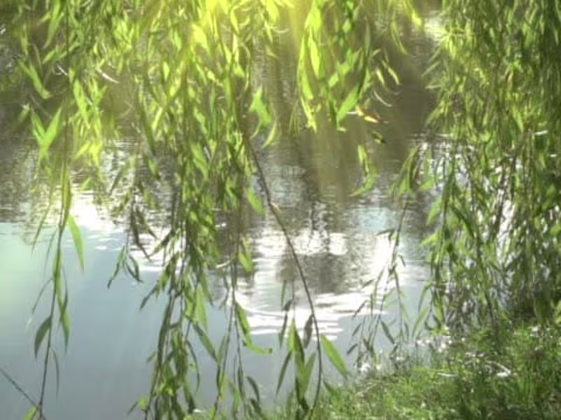 Cover image for Everything you Need to Know About Weeping Willow Trees