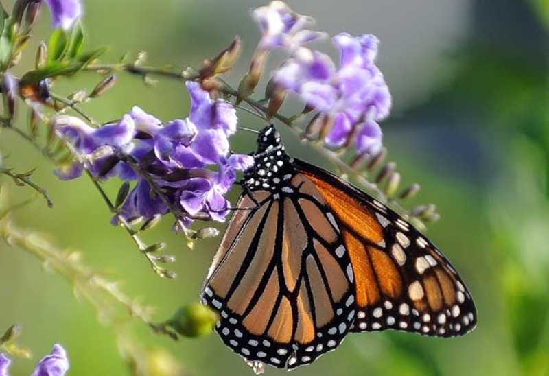 Cover image for Adult monarch butterflies show high tolerance to insecticides