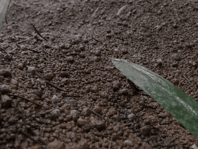 Cover image for Realistic Dirt