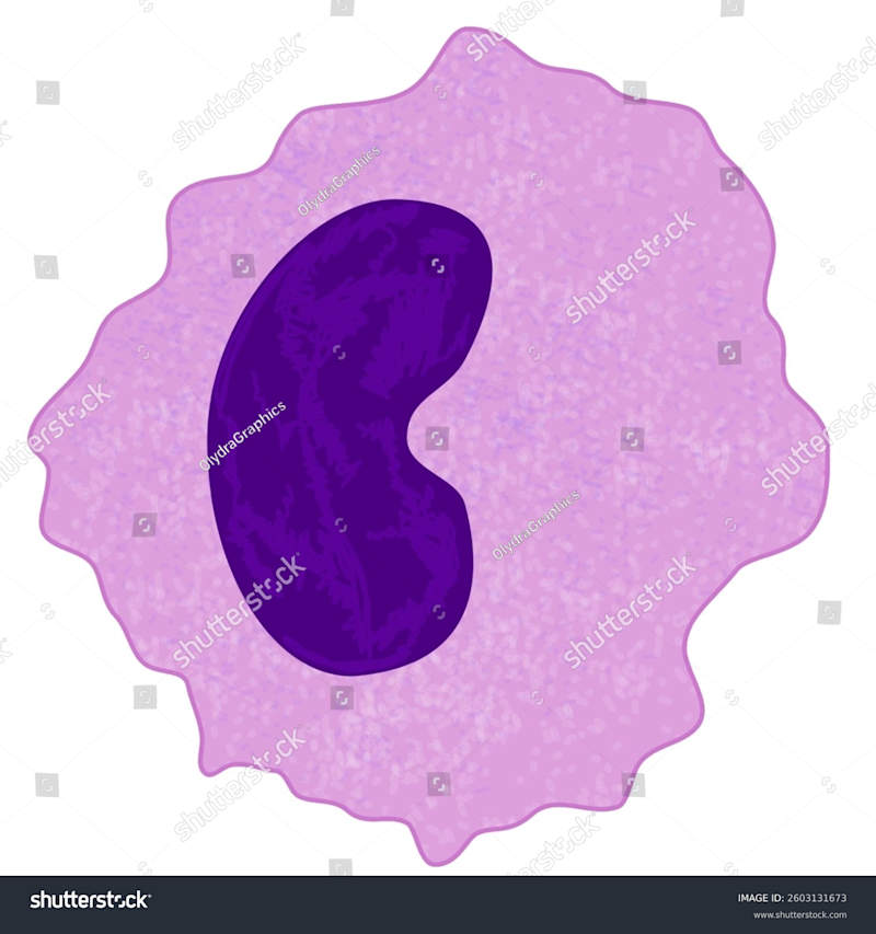 Cover image for Illustration of an isolated Macrophage under LM, stained by H&E.