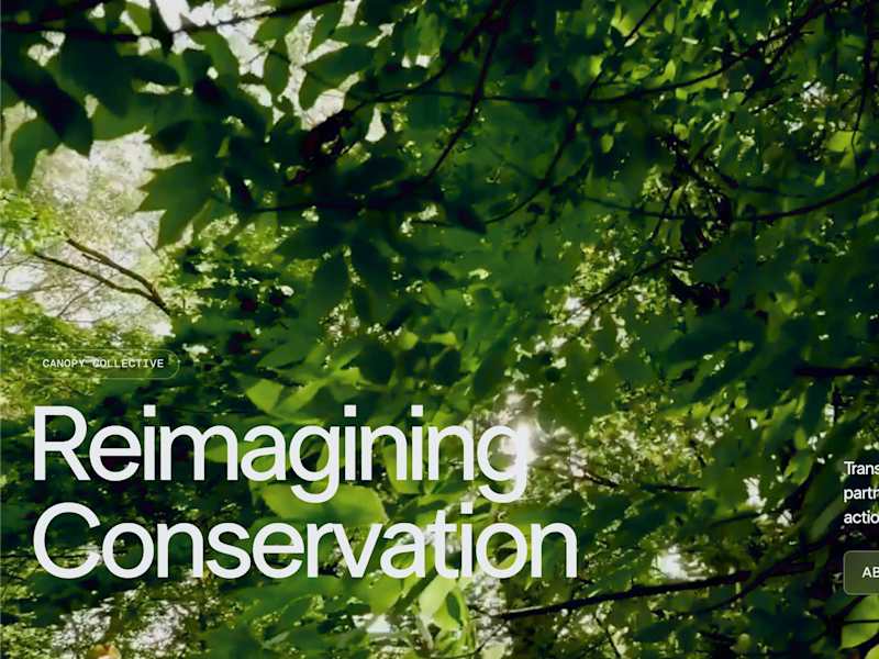 Cover image for Canopy Collective