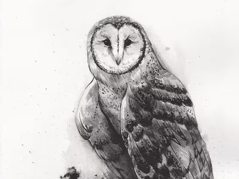 Cover image for Illustration Collection