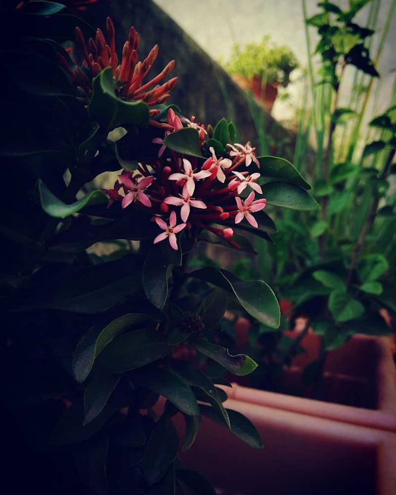 Cover image for flower photography
