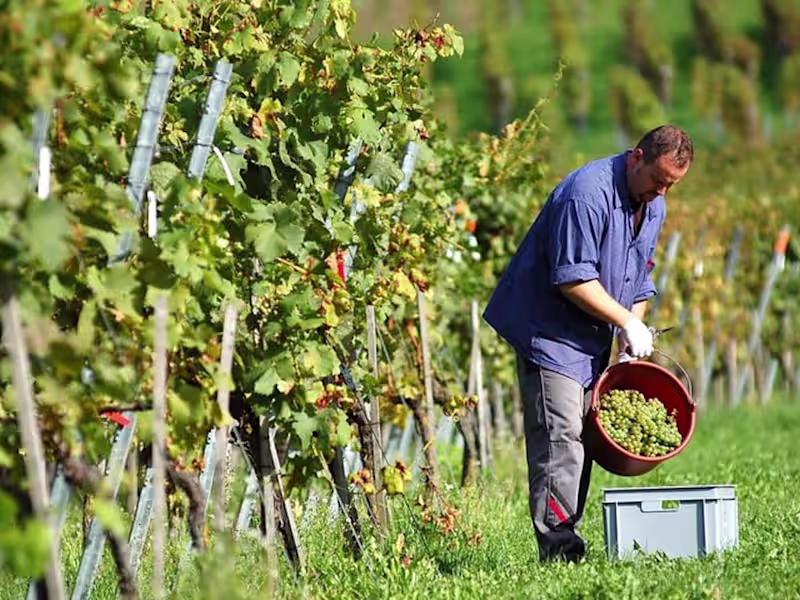Cover image for Champagne Tastings & Reims Cathedral Day Trip Paris – Booking.c…