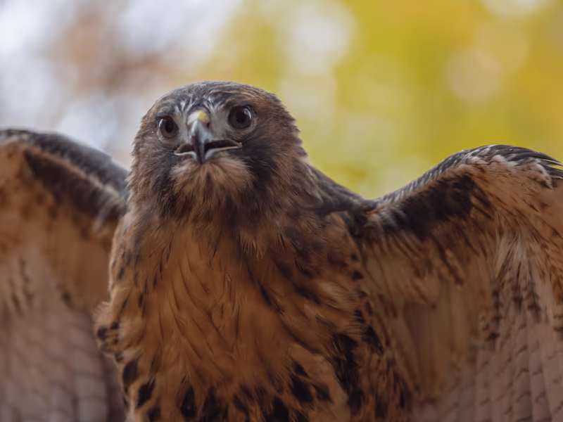 Cover image for Pride in Death