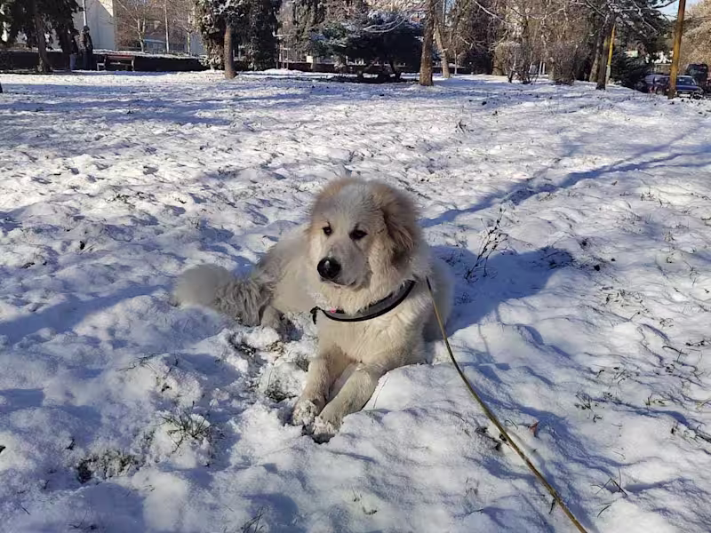 Cover image for Web Scraper by DDD architecture