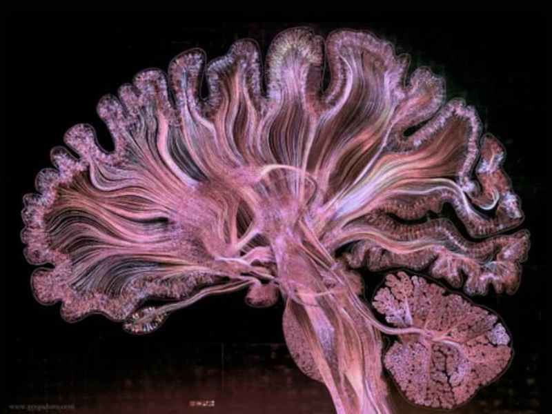 Cover image for Scientific Writing (Neuroscience)