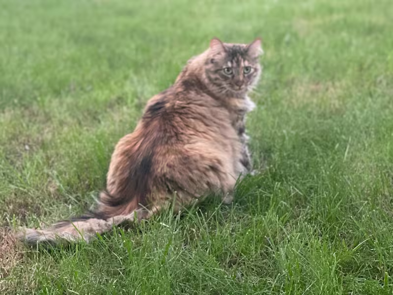 Cover image for Make your products pop and sell with the power of words