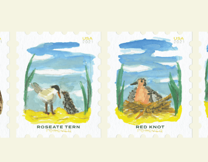 Cover image for Endangered Birds of Virginia