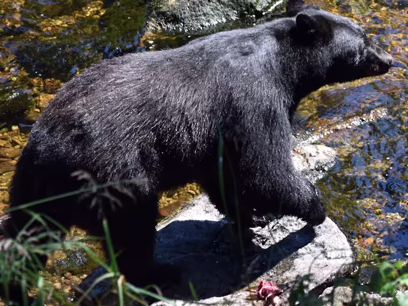 Cover image for A Week Long Wildlife Road Trip Through Alaska | Places.Travel