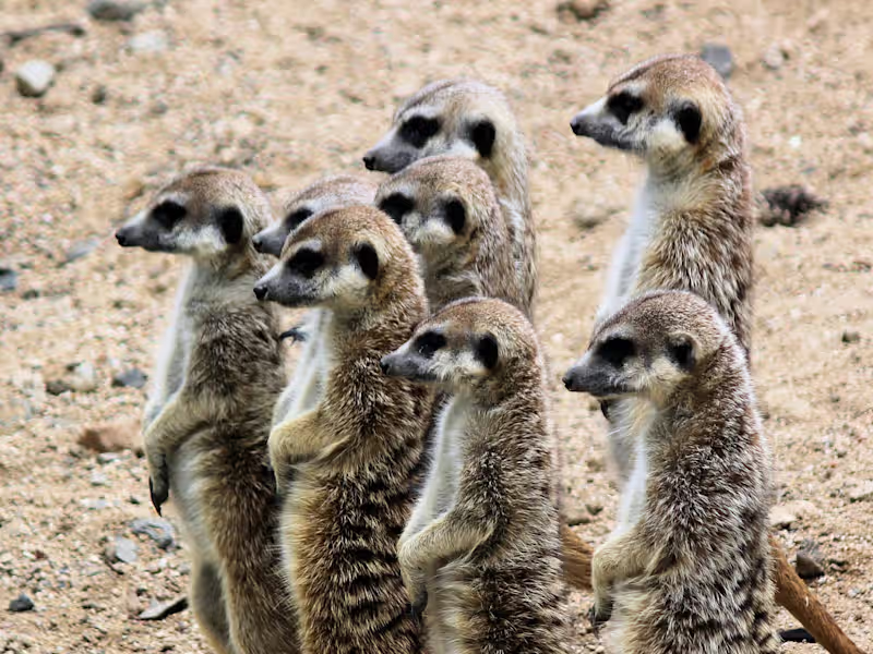 Cover image for Community Lead