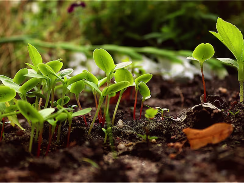 Cover image for How Plants Absorb Nutrients - Global Garden