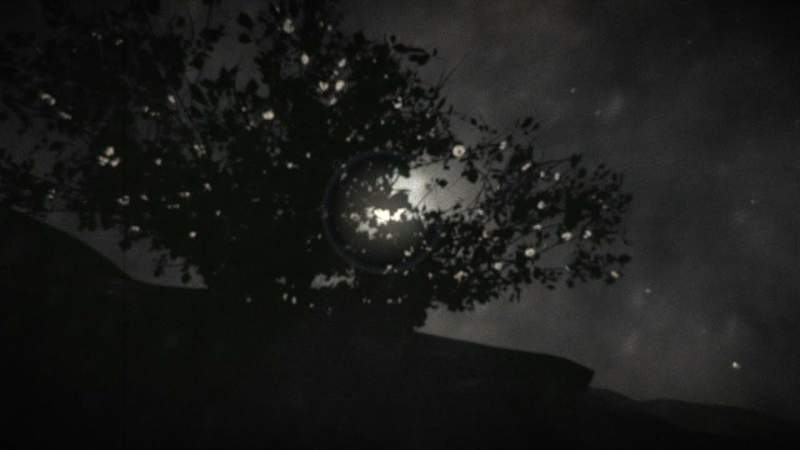 Cover image for The Tree in the Storm